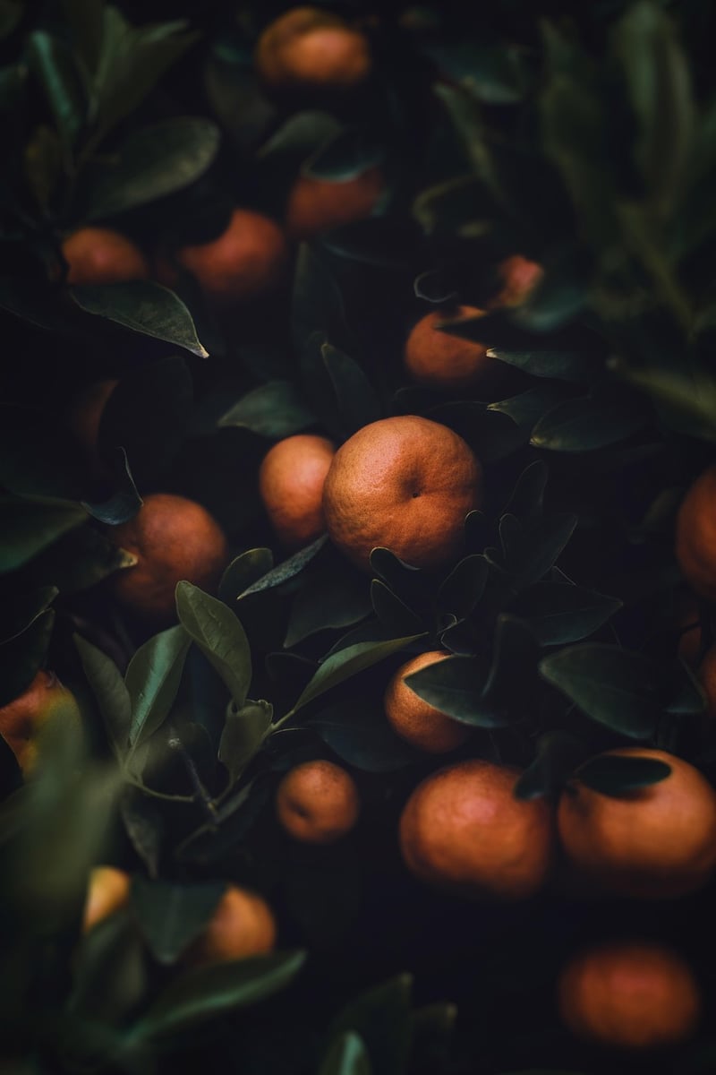 Enchanted Bounty