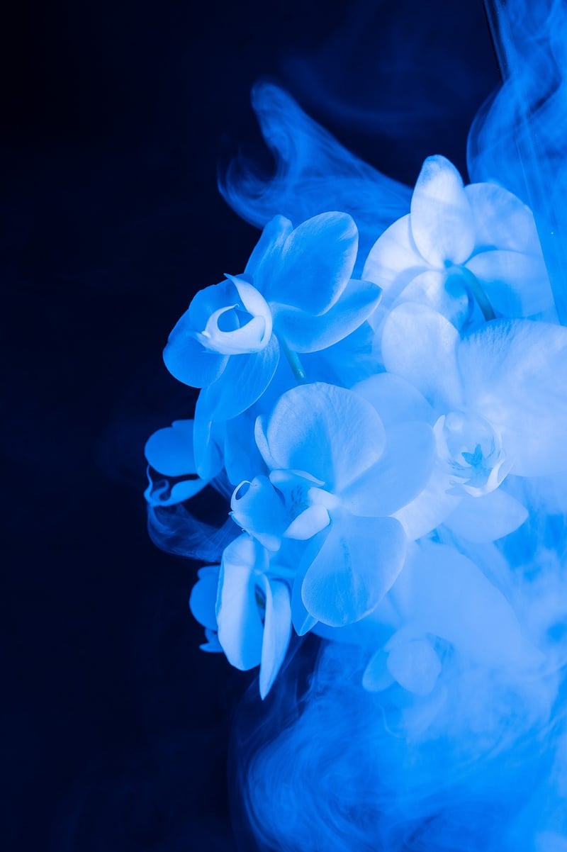 Starlight Orchid