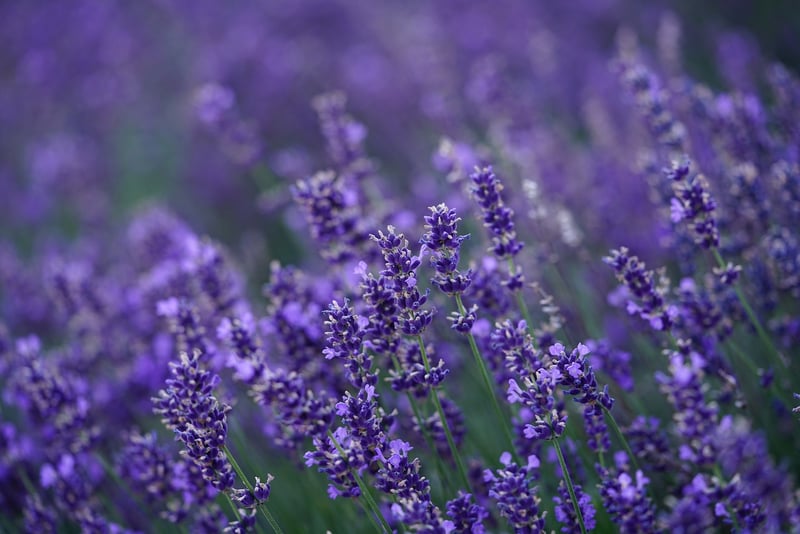 Lavender Fields