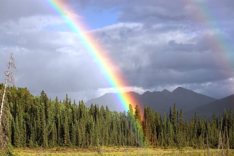 Rainbow Orchid