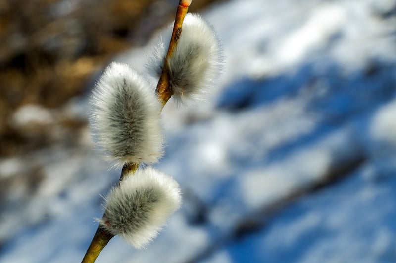 Willow Wisp